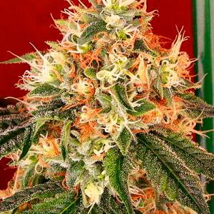 DeadheadOG