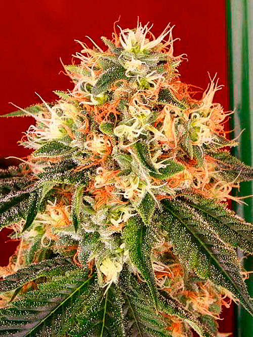 DeadheadOG