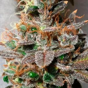 GrapeKush1