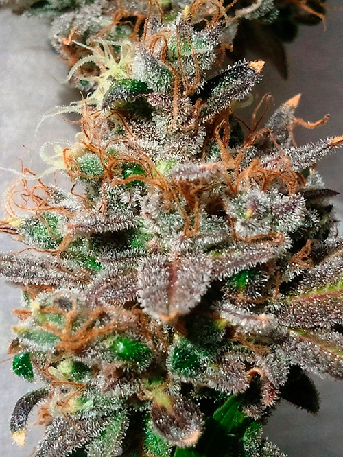 GrapeKush1