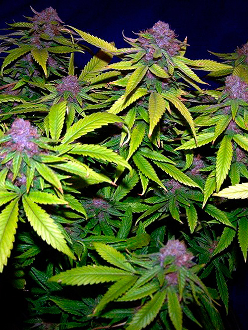 GrapeKush2