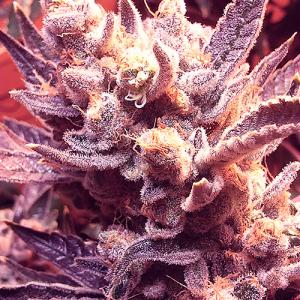 GrapeOG