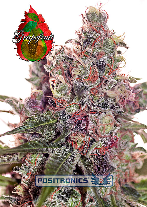 Grapefruit