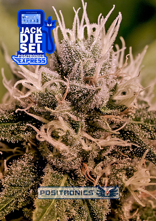 JackDieselExpress