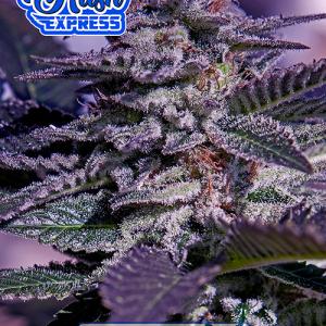KushExpress KushExpress