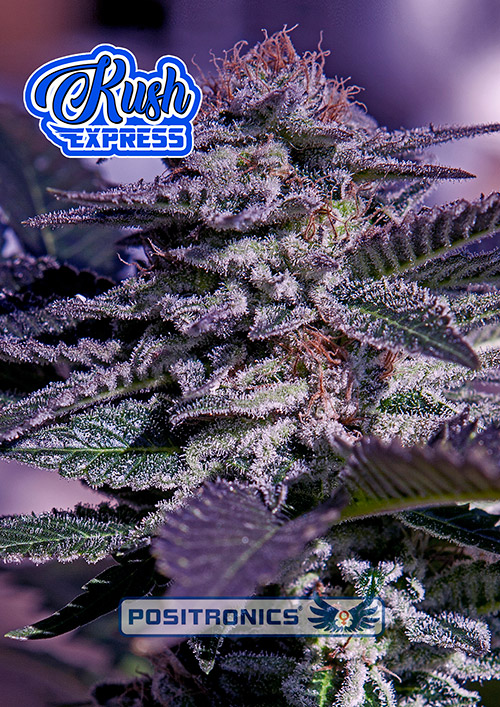 KushExpress KushExpress