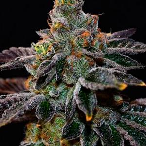 LarryOGKush