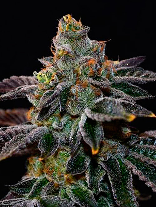 LarryOGKush
