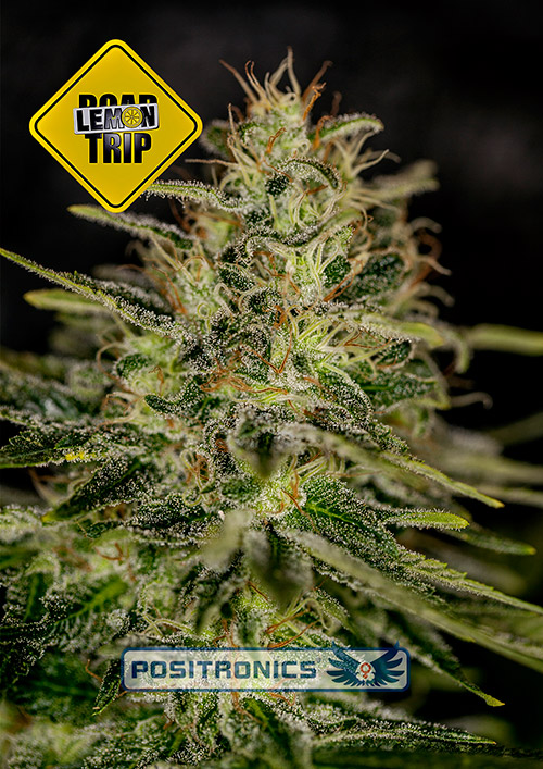 LemonTrip LemonTrip