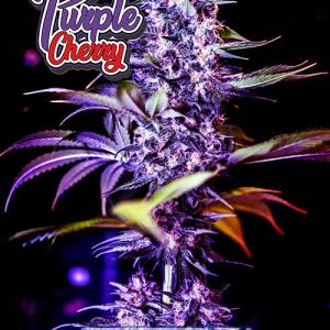 PurpleCherry PurpleCherry