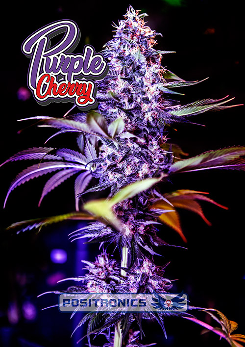 PurpleCherry PurpleCherry