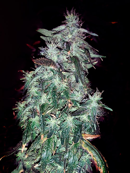PurpleCrack