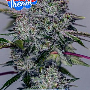 StickyDream StickyDream