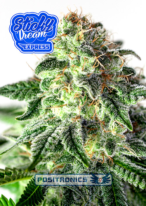 StickyDreamExpress StickyDreamExpress