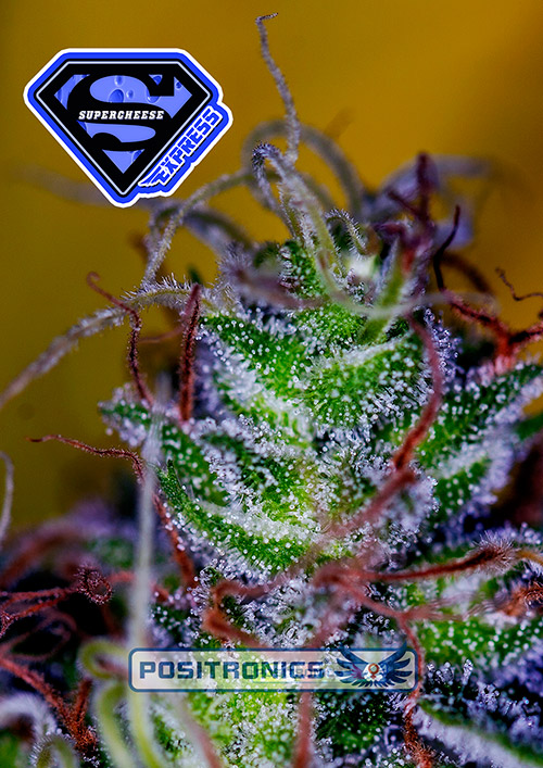 SuperCheeseExpress SuperCheeseExpress