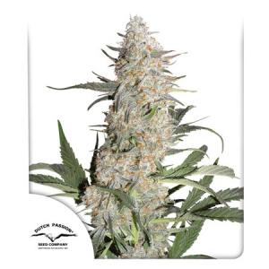 critical-orange-punch