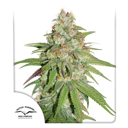 glueberry-og