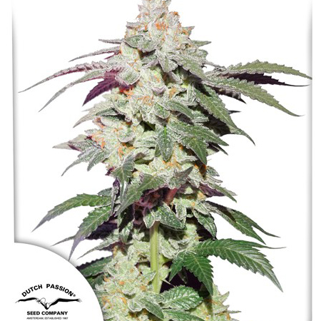 skywalker-haze
