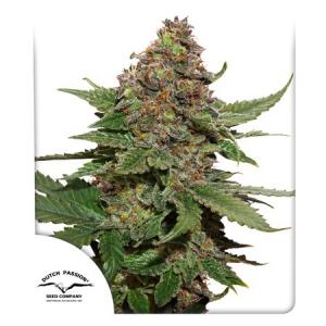 strawberry-cough strawberry-cough