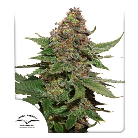 strawberry-cough strawberry-cough
